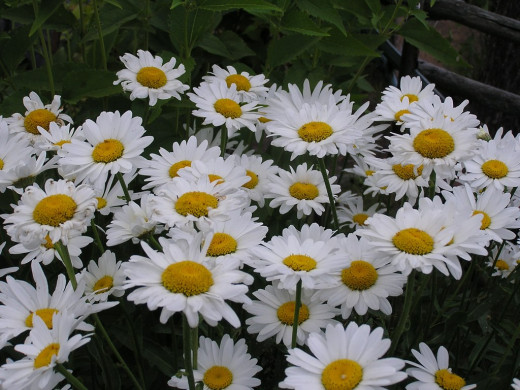 420799 (a): :1024x768